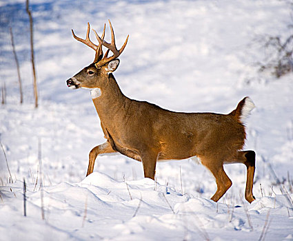 白尾鹿,公鹿,冬天,北美