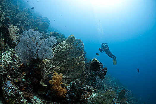 潜水,珊瑚礁,靠近,巴厘岛,印度尼西亚,亚洲