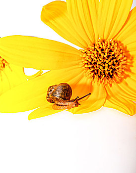 蜗牛趴在花朵上