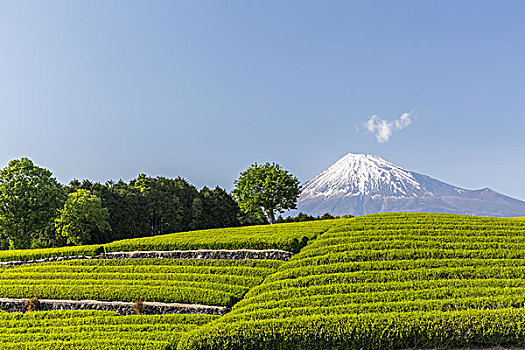 山,富士山,茶园,日本
