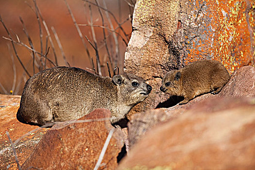 石头,蹄兔,国家公园,林波波河,南非