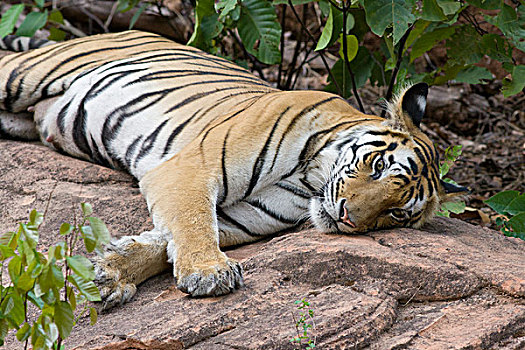 孟加拉虎,虎,女性,休息,班德哈维夫国家公园,印度