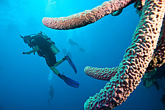 潜水,分岔,花瓶,海绵,加勒比,深潜,海湾群岛,洪都拉斯,中美洲