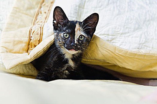 好奇,小猫,偷窥,床上用品