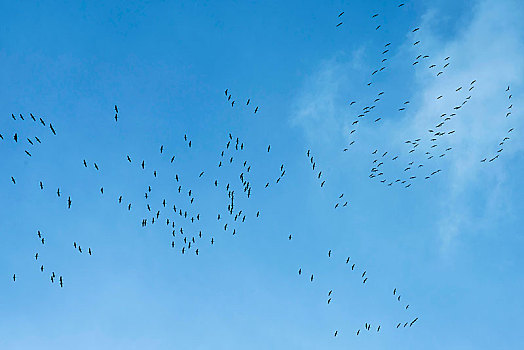 鹤,蓝色背景,天空,飞行,南方,候鸟,迁徙,芒斯特,北莱茵威斯特伐利亚,德国,欧洲
