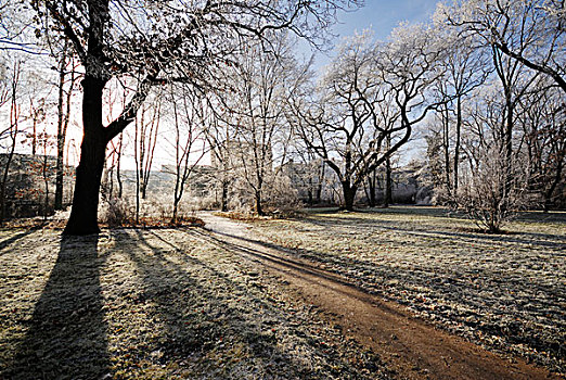 霜冻,树,萨克森安哈尔特,德国,欧洲