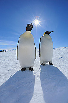 两个,帝企鹅,太阳,雪丘岛,南极半岛,南极