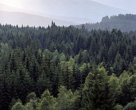 巴伐利亚森林