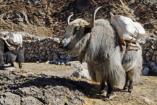 牦牛,萨加玛塔国家公园,尼泊尔