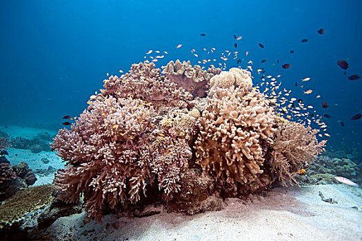 珊瑚礁,多样,软珊瑚,南方,菲律宾,亚洲