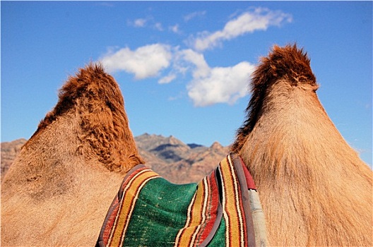 驼峰,双峰骆驼,靠近,戈壁沙漠,蒙古