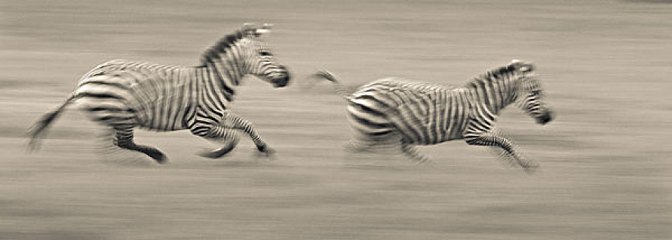 两个,斑马,比赛,地面,恩戈罗恩戈罗,保护区,坦桑尼亚