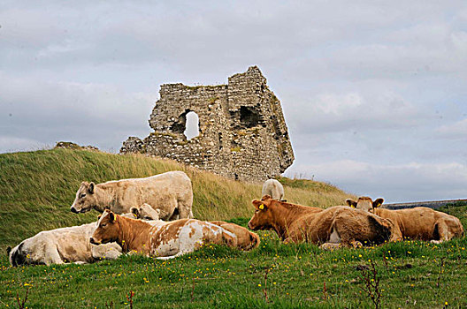 遗址,城堡,牛,正面,中部地区,爱尔兰,欧洲