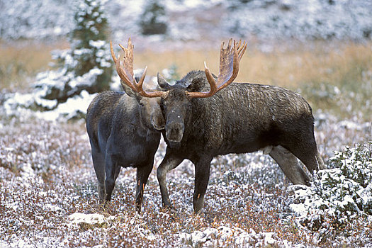 驼鹿,公牛,母牛,擦,口鼻部,求爱,动作,电线,楚加奇州立公园,楚加奇山,阿拉斯加
