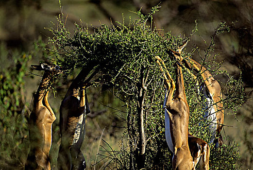肯尼亚,非洲瞪羚,长颈羚,刺槐,灌木
