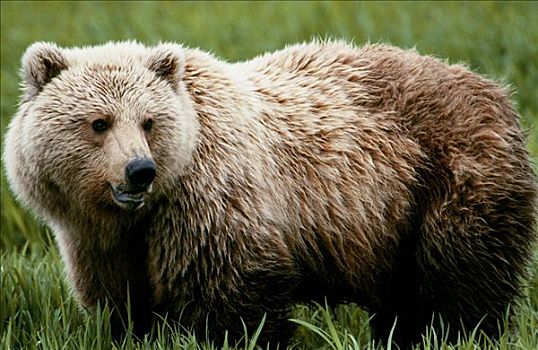 棕熊,溪流,罐,宽,脸,科迪亚克熊,阿拉斯加,美国
