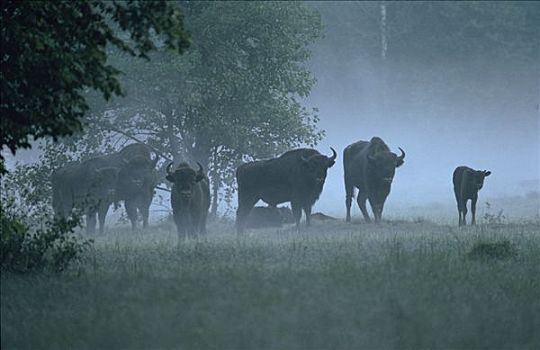 欧洲野牛,牧群,模糊,地点,欧洲