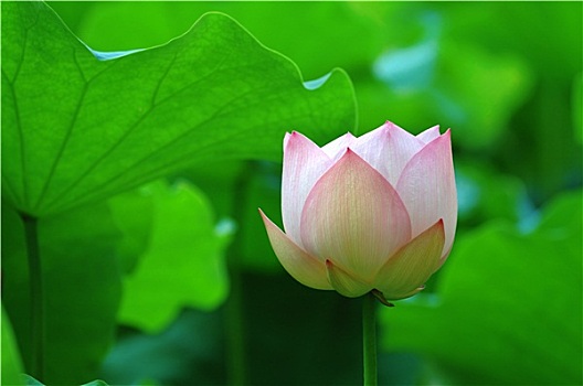 蓮花