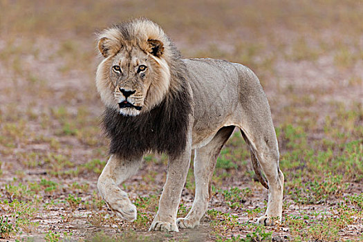 狮子,卡拉哈迪大羚羊国家公园,北开普,南非,非洲
