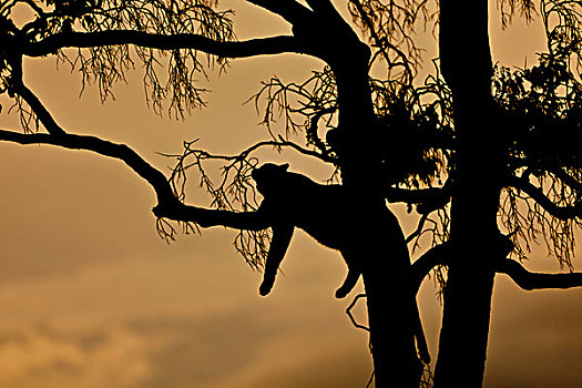 豹,休息,无花果树,黄昏,剪影,马赛马拉国家保护区,肯尼亚,东非,非洲