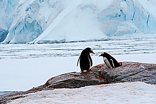 南极冰山风光企鹅
