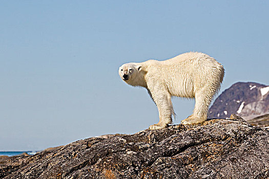 北极熊,成年,站立,石头,斯匹茨卑尔根岛,斯瓦尔巴特群岛,挪威,欧洲