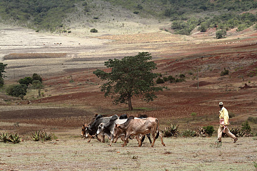 农业,埃塞俄比亚