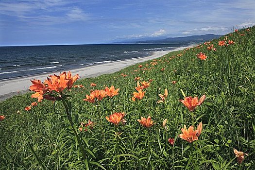 东方,百合,知床半岛,花园