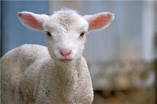 年轻,羊羔,农场