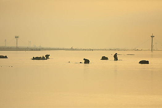 山东省日照市,渔民在晨光中海里淘鲜,生态画卷美不胜收