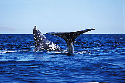 灰色,鲸,尾部,站立,表面,加利福尼亚,墨西哥