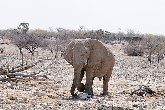 非洲象,埃托沙国家公园,靠近,区域,纳米比亚,非洲