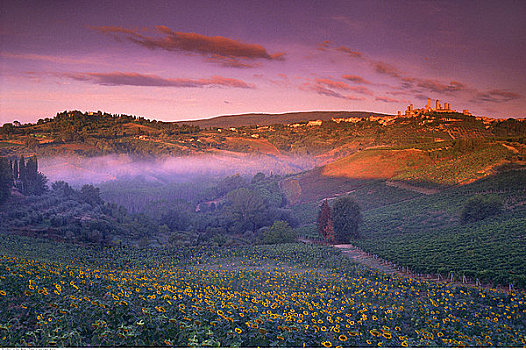 向日葵,黄昏,靠近,圣吉米尼亚诺,托斯卡纳,意大利