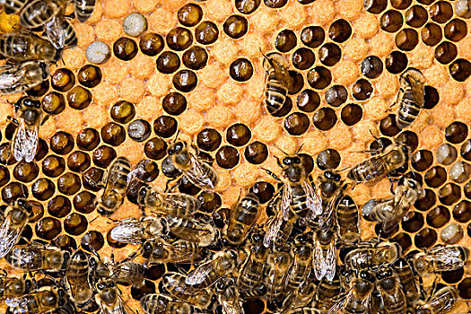 蜜蜂,意大利蜂,女性,工蜂,护理,幼体,窝,蜂巢,蜂窝,诺曼底