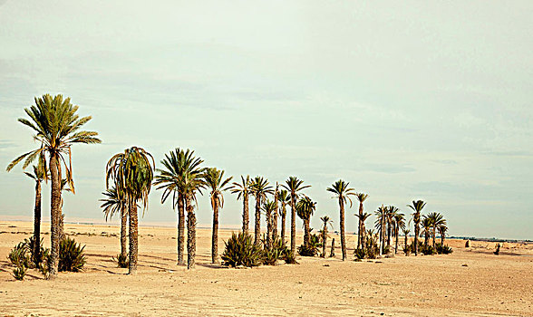 棕榈树,地点,风景,摩洛哥