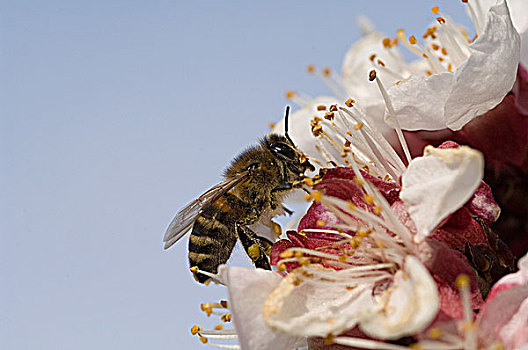 蜜蜂,收集,花蜜,花,意大利蜂