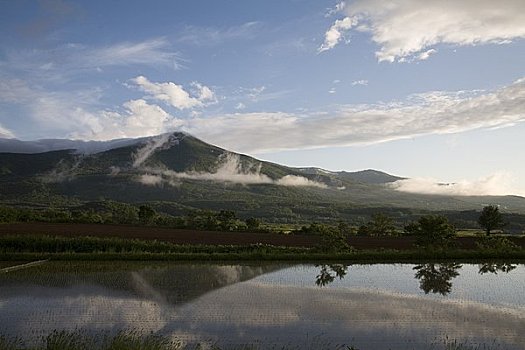 风景,晚间,稻田