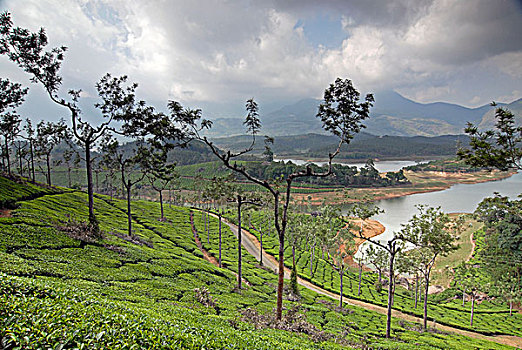 茶园,靠近,西高止山,喀拉拉,印度南部,印度,亚洲