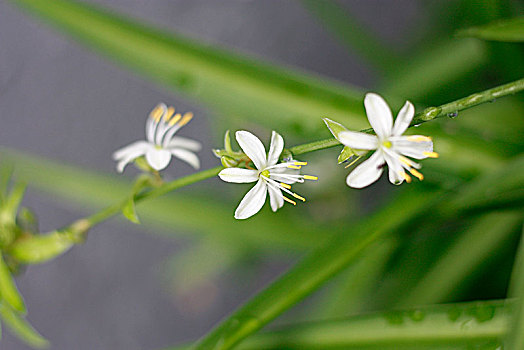 吊兰,开花