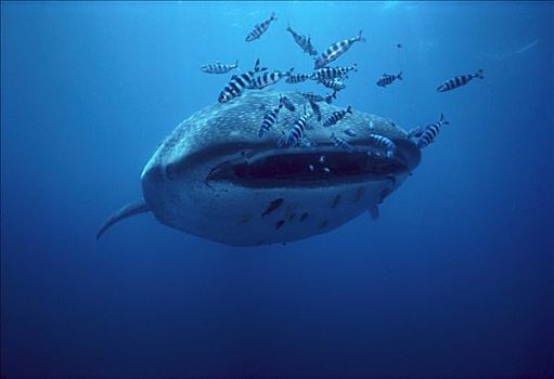 鲸鲨,鮣鱼,北下加利福尼亚州,墨西哥
