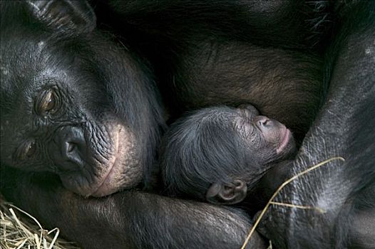倭黑猩猩,雌性,诞生,钟点,老,黑猩猩,刚果