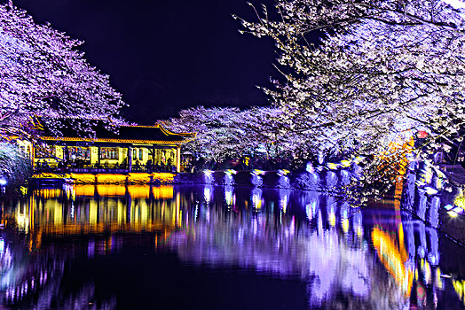 鼋头渚樱花夜景