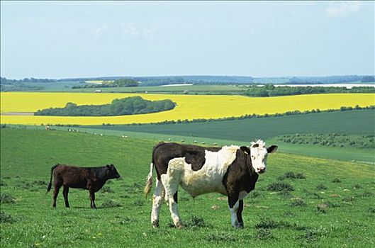英格兰,威尔特,母牛,地点
