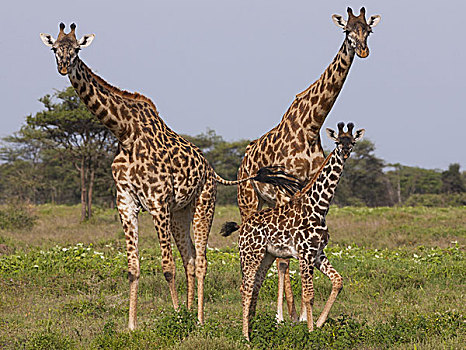 三个,马赛长颈鹿,塞伦盖蒂国家公园,坦桑尼亚