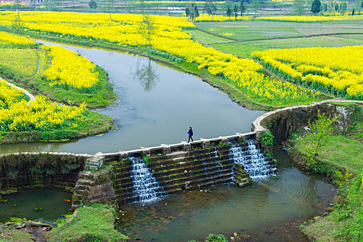 油菜花