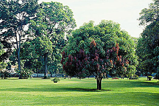 树,公园