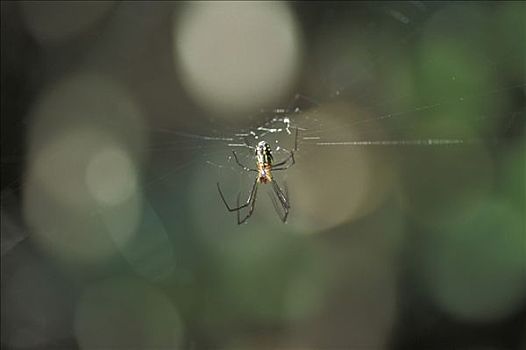 蜘蛛,佛罗里达,美国