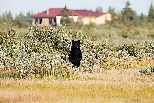 黑熊,美洲黑熊,站立,正面,遥远,住宿,南方,岸边,哈得逊湾,曼尼托巴,加拿大