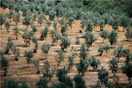 橄榄林,靠近,安达卢西亚,西班牙