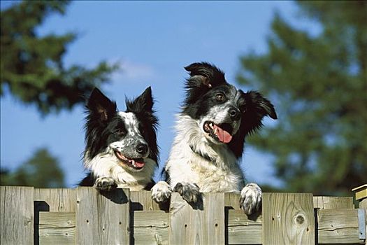 博德牧羊犬,狗,两个,黑白,成年,凝视,上方,上面,栅栏